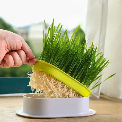 MCBOSON   Jardinière d'herbe à chat