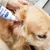 MCBOSON  Solution de nettoyage pour oreilles de chat et de chien