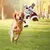 MCBOSON Robuster Hunde-Football aus Gummi