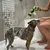 MCBOSON Pommeau de douche pour chien