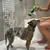 MCBOSON Hunde-Duschkopf MCBOSON Hunde-Duschkopf
