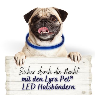 Lyra Pet® LED collier 70 cm bleu