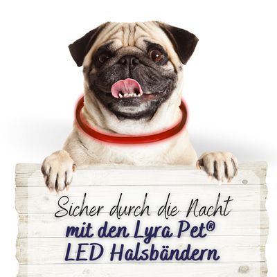 Lyra Pet® LED collier 70 cm rouge