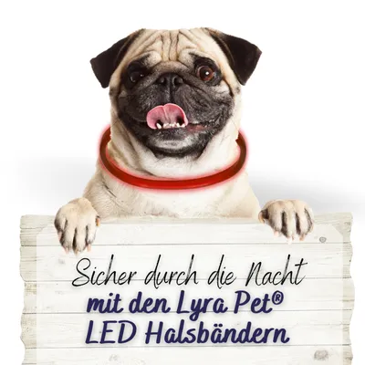 Lyra Pet® LED collier 70 cm rouge