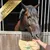 Lyra Horse® Gâteau au lin sans céréales