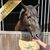 Lyra Horse® Muesli aux herbes Aliments pour chevaux