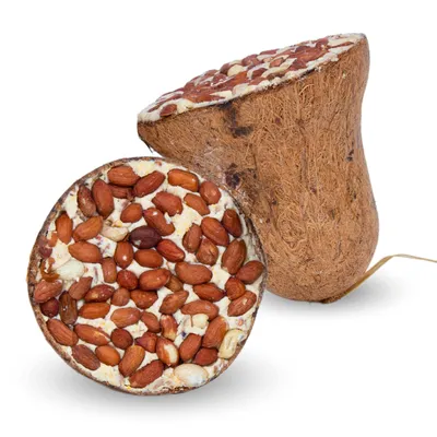 Lyra Pet® Cloche à nourriture avec cacahuètes Lyra Pet® Cloche à nourriture avec cacahuètes