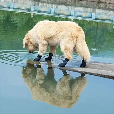 MCBOSON Hundeschuhe