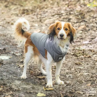 Love Story Doudoune chien doublure polaire - zip, pochette rangement