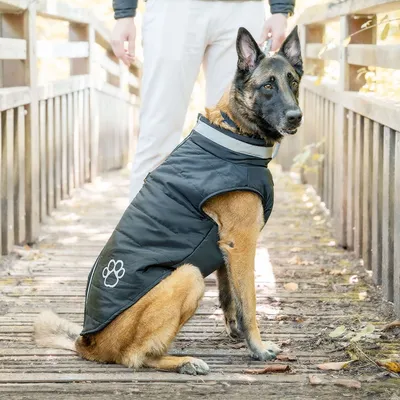 Love Story Doudoune chien doublure polaire - zip, pochette rangement