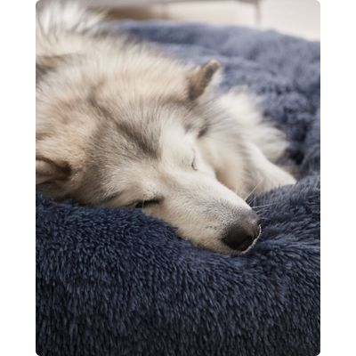 Feandrea Lit pour Chien, Panier en Forme de Beignet pour Chien