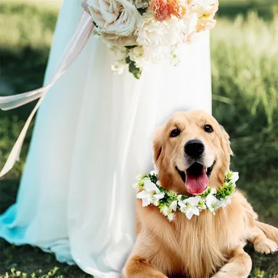 MCBOSON Hochzeitsblumenhalsband für Hunde
