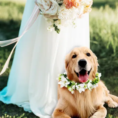 MCBOSON  Collier de fleurs de mariage pour chien