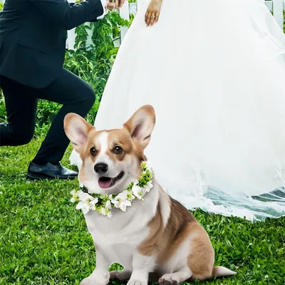 MCBOSON  Collier de fleurs de mariage pour chien