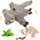 Mapache