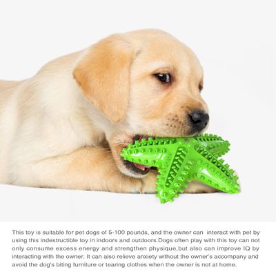 Jouets pour chien En forme d'étoile de mer