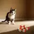 Rainbow Cat Toy Ball - 9 balles de 4,2 cm pour chats et chiens Rainbow Cat Toy Ball - 9 balles de 4,2 cm pour chats et chiens