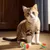 Rainbow Cat Toy Ball - 9 balles de 4,2 cm pour chats et chiens Rainbow Cat Toy Ball - 9 balles de 4,2 cm pour chats et chiens
