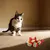 Rainbow Cat Toy Ball - 9 balles de 4,2 cm pour chats et chiens