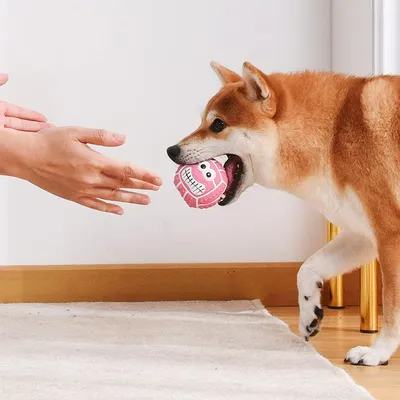 Jouets de dentition pour chien - Jouets à balles - 4 pièces