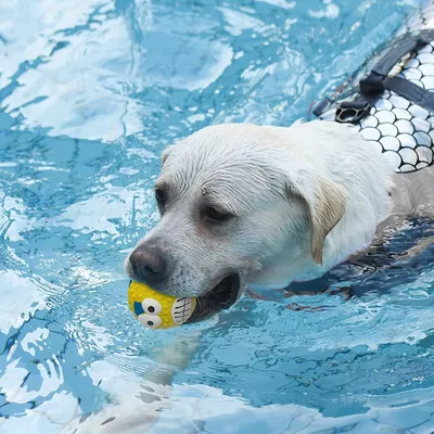Jouets de dentition pour chien - Jouets à balles - 4 pièces