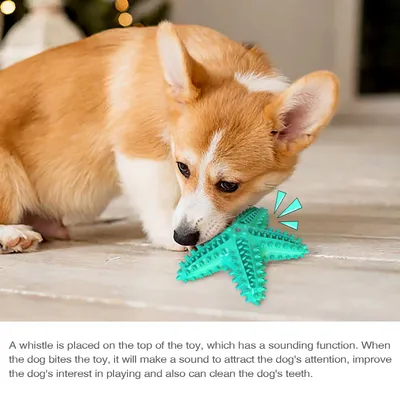 Jouets pour chien En forme d'étoile de mer