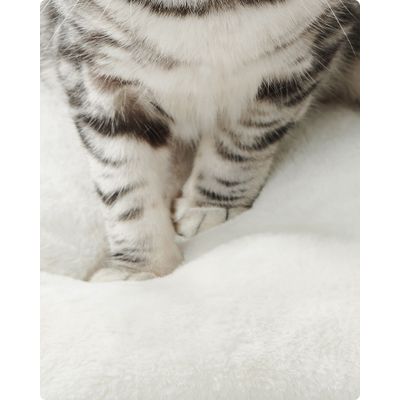 Feandrea Arbre à Chat, Tour de Jeux de 138 cm, Niche, Meuble pour Chat