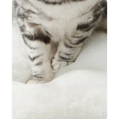 Feandrea Arbre à Chat, Tour de Jeux de 138 cm, Niche, Meuble pour Chat