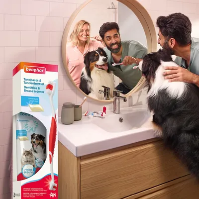 BEAPHAR - Pack dentition