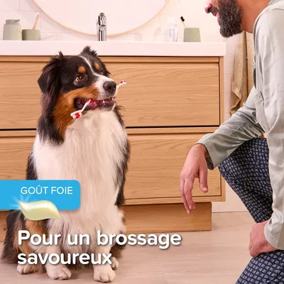 BEAPHAR - Pack dentition