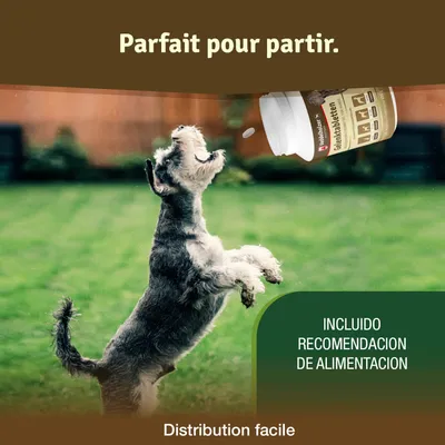 Comprimés Veddelholzer pour les articulations des chiens avec moule verte