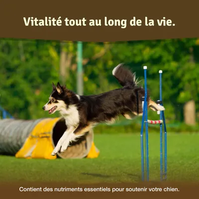 Comprimés Veddelholzer pour les articulations des chiens avec moule verte
