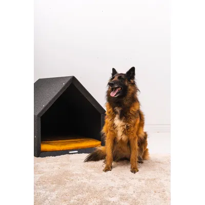 Pethome niche pour chien gris foncé avec jaune Pethome niche pour chien gris foncé avec jaune