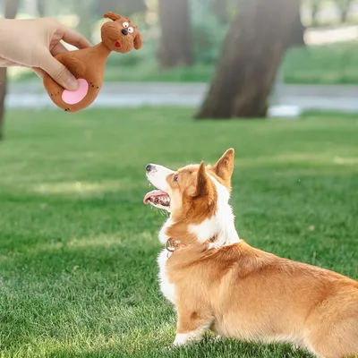 Jouet couineur pour chien 4 Pièces CoolPetGear