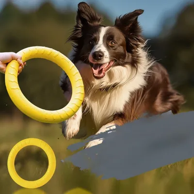 CoolPetGear Jouets en EVA pour chien