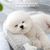 CoolPetGear Tapis de refroidissement pour chien