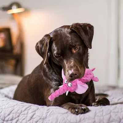 CoolPetGear Hundespielzeug – Plüsch, interaktiv