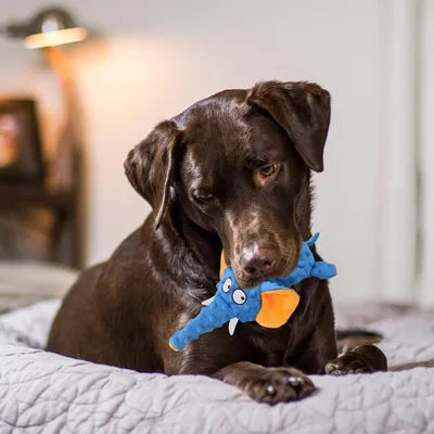 CoolPetGear Jouet pour chien - En peluche, interactif