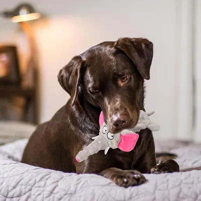 CoolPetGear Hundespielzeug – Plüsch, interaktiv
