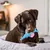 CoolPetGear Hundespielzeug – Plüsch, interaktiv