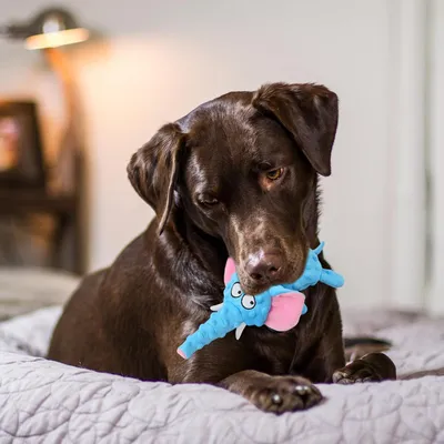 CoolPetGear Hundespielzeug – Plüsch, interaktiv