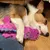 CoolPetGear Plüsch- und Quietschspielzeug für Hunde