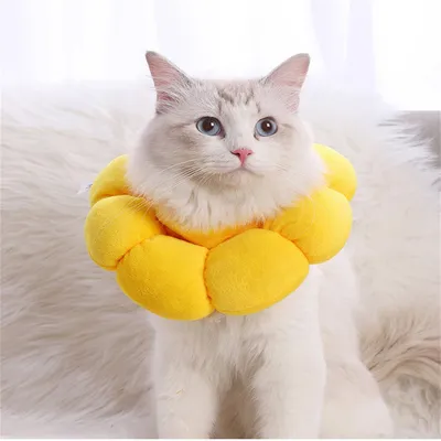 MCBOSON  Collier anti léchage pour chat