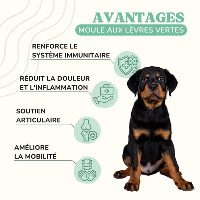 Lamina Care - Poudre de Moule Verte pour Renforcer les Articulations
