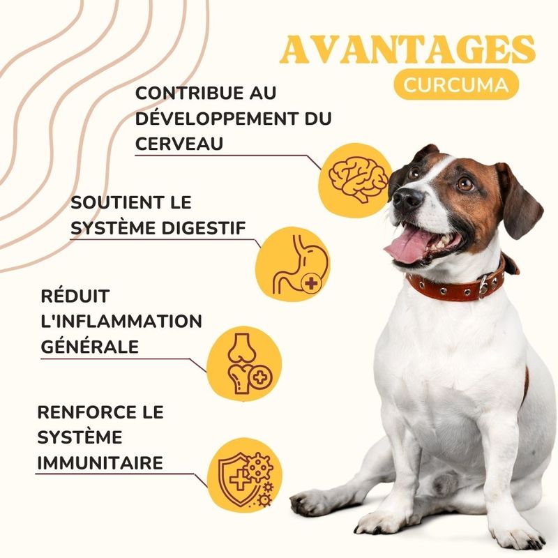 Lamina Care - Anti Inflammatoire Chien Naturel avec Curcuma et Pipérine