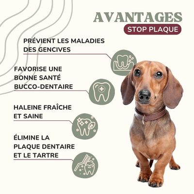 Lamina Care, Poudre Anti Mauvaise Haleine, Remède Naturel Anti Tartre Chien