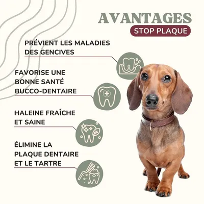 Lamina Care, Poudre Anti Mauvaise Haleine, Remède Naturel Anti Tartre Chien