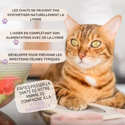 Lamina Care - Lysine Chat pour Protéger Le Système Immunitaire