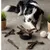 Lyra Pet® Panses d'agneau Lyra Pet® Panses d'agneau