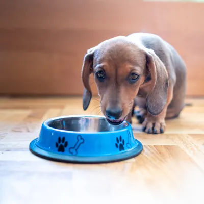 Cernunos - Huile de Saumon pour Chien